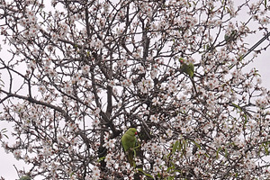 green parrot birds on branches with, an Animal Photo by sirylok