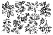 Exotic plant and fruit sketches set, a Food Illustration by Yevheniia (Thumbnail 3 of 11)