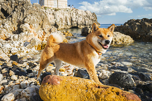 Shiba Inu dog walks along the rocky, sunny summer ocean coast., an Animal Photo by Volff