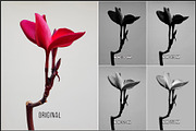Spectrum Black & White profiles LUTs, a Plug-in Add-On by Raztrend (Thumbnail 6 of 31)