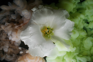 Nature flower color paint mix plant eustoma smoke, a Background Photo by Photo Drive Studio