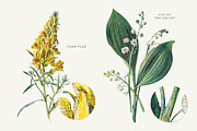 Vintage Flowers Vol.03 - Extra Large, an Illustration by Greta Ivy (Thumbnail 14 of 15)