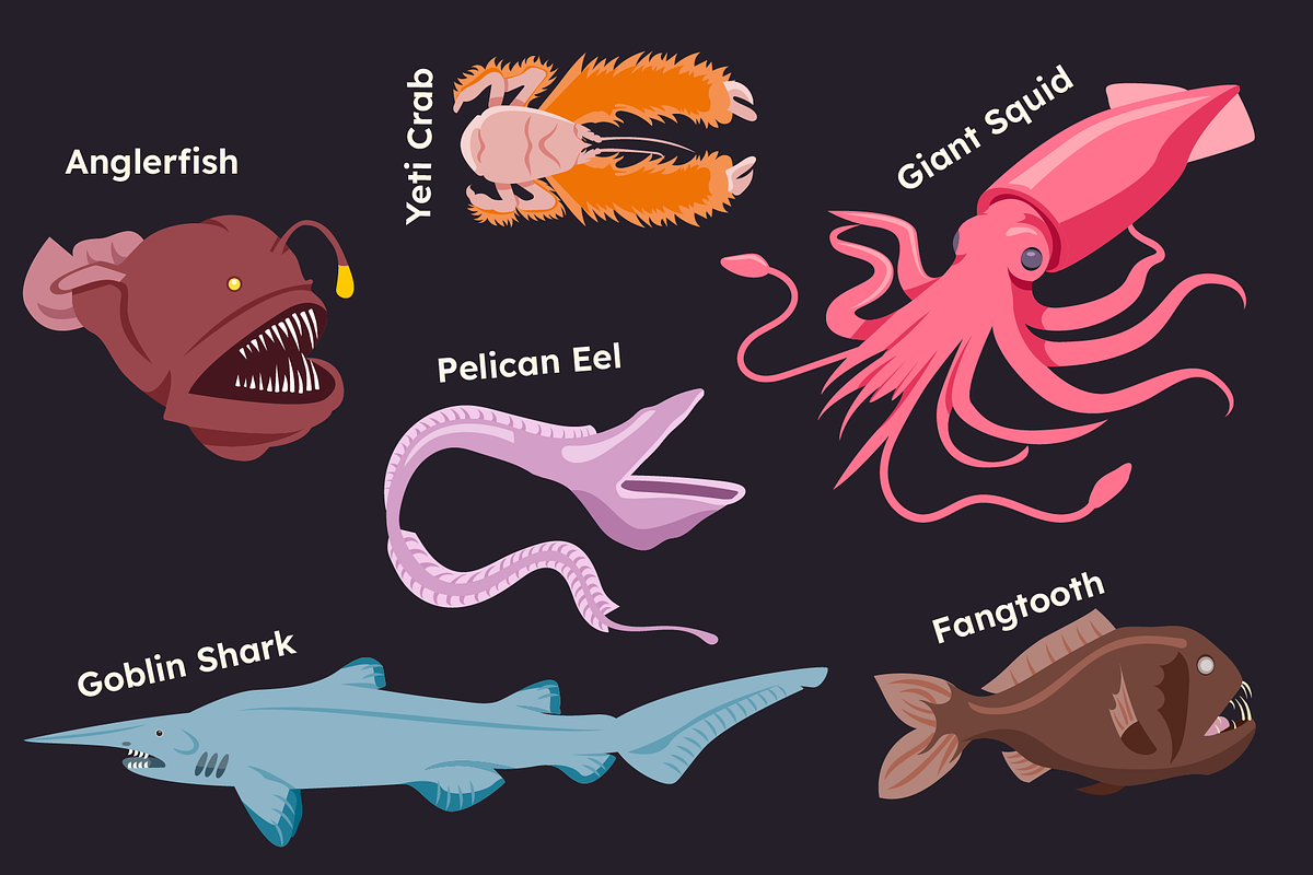 Deep Sea Creature Illustrations, an Animal Illustration by ThePixelLibrary (Photo 2 of 11)