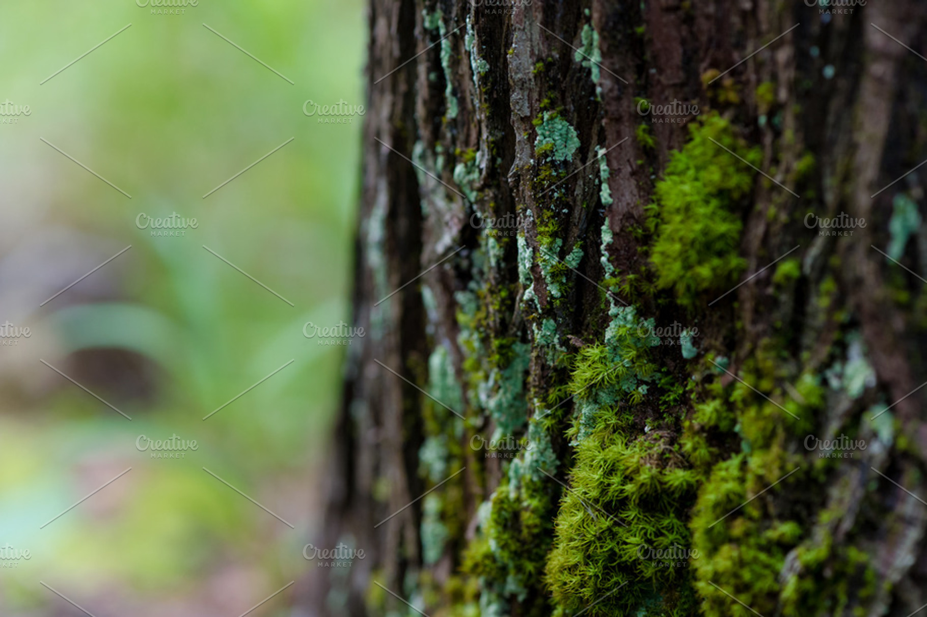 Stock Photo - Moss on a Tree, a Photo by Rebecca Nash Photography