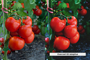 20 Farm to Table Lightroom Presets, a Preset Add-On by SparkleStock (Thumbnail 6 of 11)