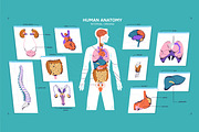Male body anatomy, internal organs, a Healthcare Illustration by PaperTrident (Thumbnail 1 of 4)