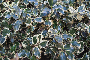 Christmas Holly plant, a Photo by WorldOfPhotos
