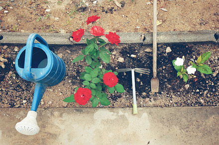 Little garden with gardening tools containing rose, flower, and garden preview 6