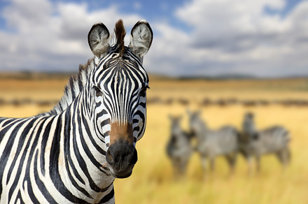 Zebra on savannah in africa containing zebra, wildlife, and animal, an Animal Photo by Byrdyak