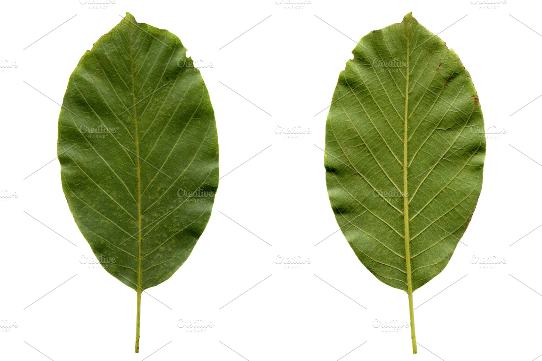 Walnut Leaf