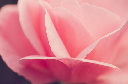 Pink or red rose flower containing pink, rose, and red, a Nature Photo by Irantzu Arbaizagoitia
