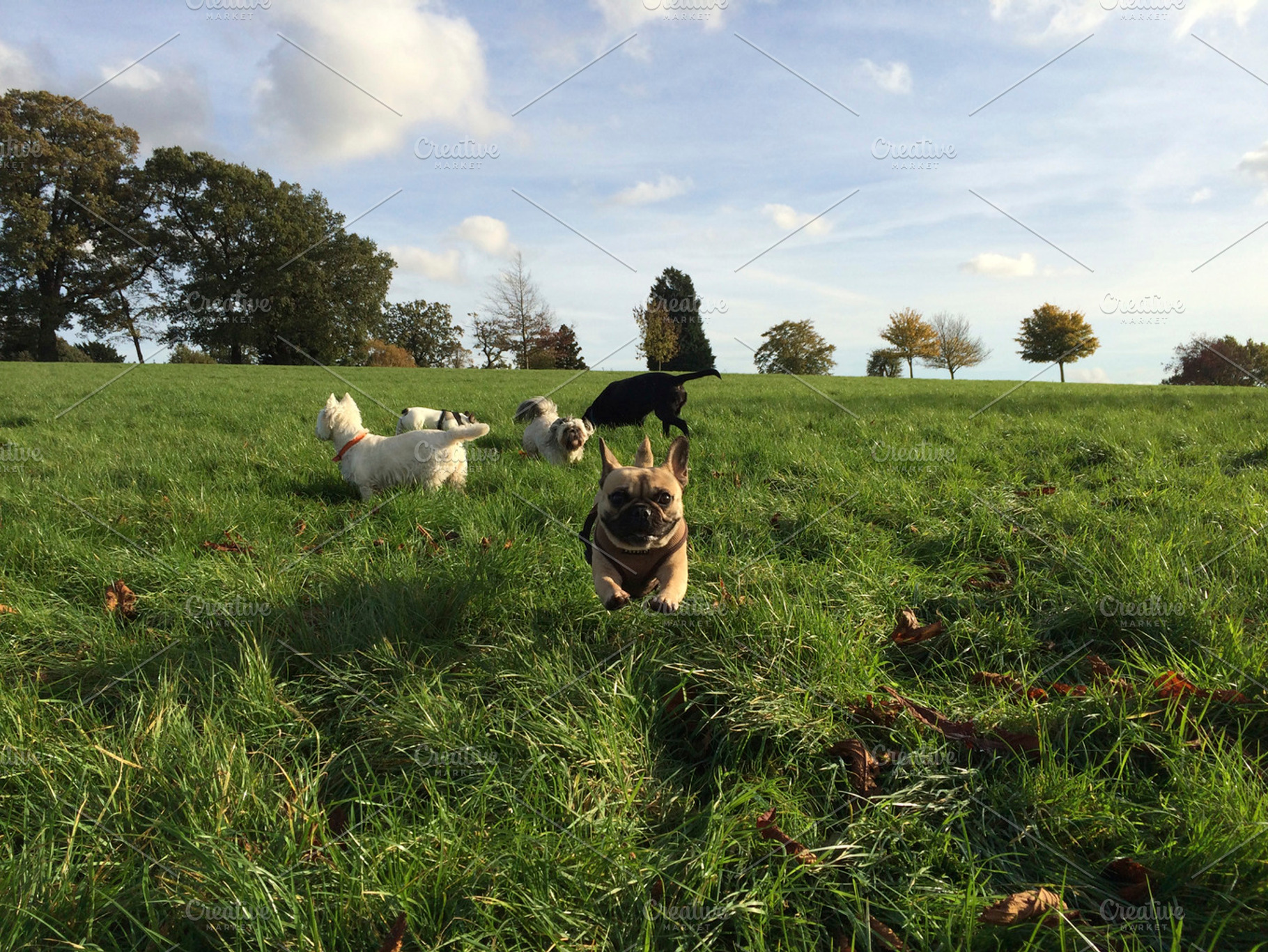 Dogs Running In Field French Bulldog