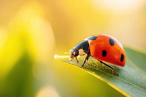 Close-up of a ladybug on a green leaf, an Animal Photo by AlyaAnd