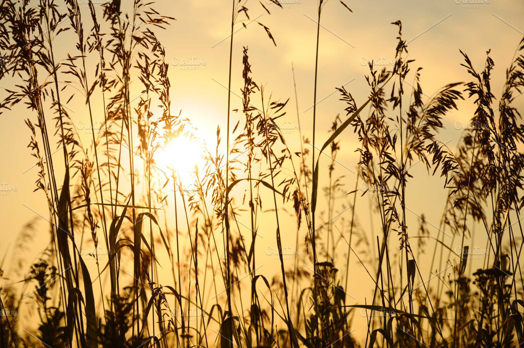 Silhouettes of grass containing grass, sunset, and silhouette