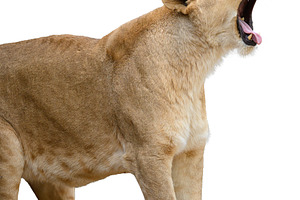 A roaring lioness with an open mouth on an isolated background, an Animal Photo by ndanko