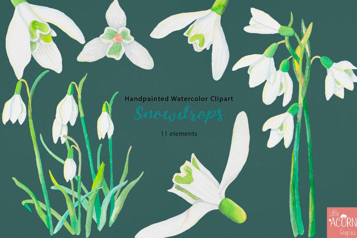 Watercolor Wedding Snowdrops, an Illustration by LittleAcornGraphics (Photo 6 of 7)