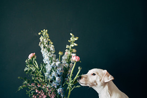Spring Puppy
