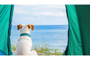 Dog enjoys relaxing outdoors by the, a Nature Photo by Lermont51