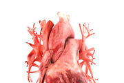 Human internal organs, a Characters & Person 3D Model by konstantin.ermolaev (Thumbnail 18 of 46)