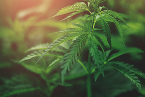 Marijuana leaves close up cannabis stock photo containing cannabis and
