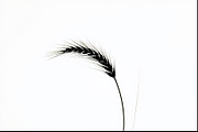 Wheat Clipart Vector Pack, an Illustration by jahid234 (Thumbnail 4 of 9)
