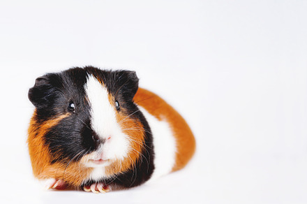 Cute tricolor guinea pig containing cute, pet, and colorful