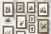 Watercolor Forest Collection, a Decorative Illustration by ApetekMarket (Thumbnail 4 of 14)