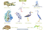 Swamp Animals Clipart, an Animal Illustration by Dora Katona (Thumbnail 3 of 4)