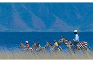 A herd of zebras is running across, an Animal Photo by ZinetroN