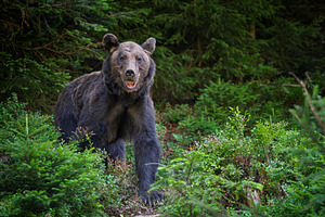 Brown bear
