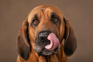 Dog licks its nose in a studio, a Photo by Beautiful things