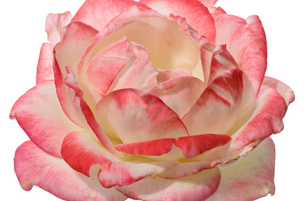 A close up of the top of an open rose flower with pink edges and