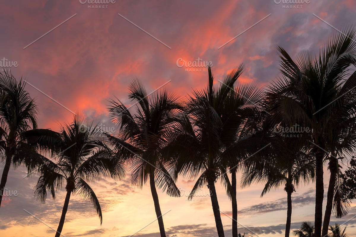 Palm trees silhouette at sunrise, a Nature Photo by Lucky Photographer (Photo 2 of 2)