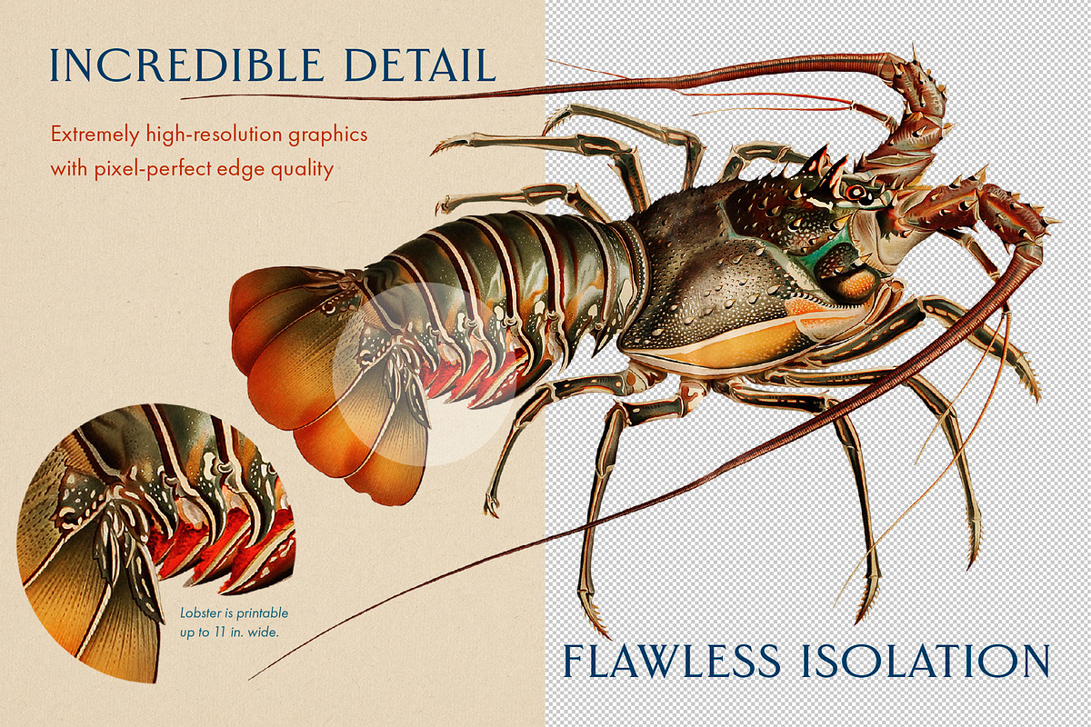 60 Vintage Marine Creatures, an Illustration by The Object Atlas (Photo 3 of 8)