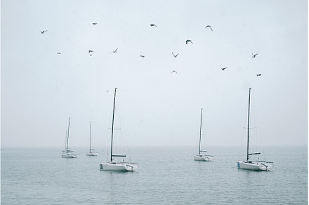 A flock of birds flies over the