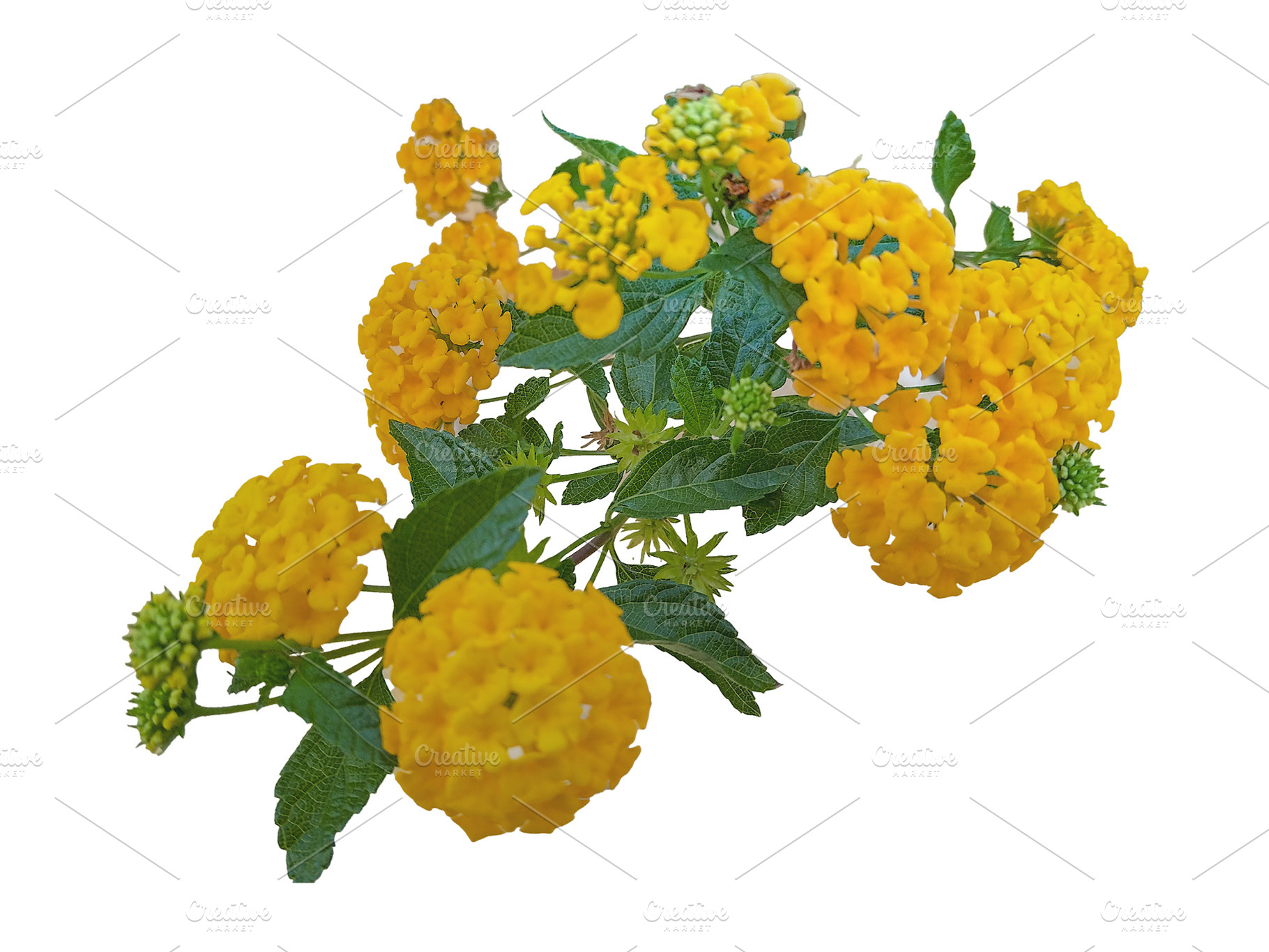 Orange flowers blooming isolated photo, a Nature Photo by DanFLCreativo