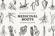 Medicinal Roots Illustrations Set, a Healthcare Illustration by Yevheniia (Thumbnail 1 of 12)