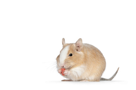 Degu on white background, an Animal Photo by Cat'chy Images by Nynke