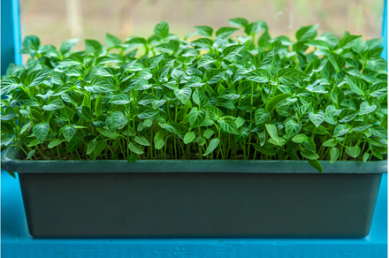 Pepper seedlings grow in spring, a Nature Photo by yanadjana