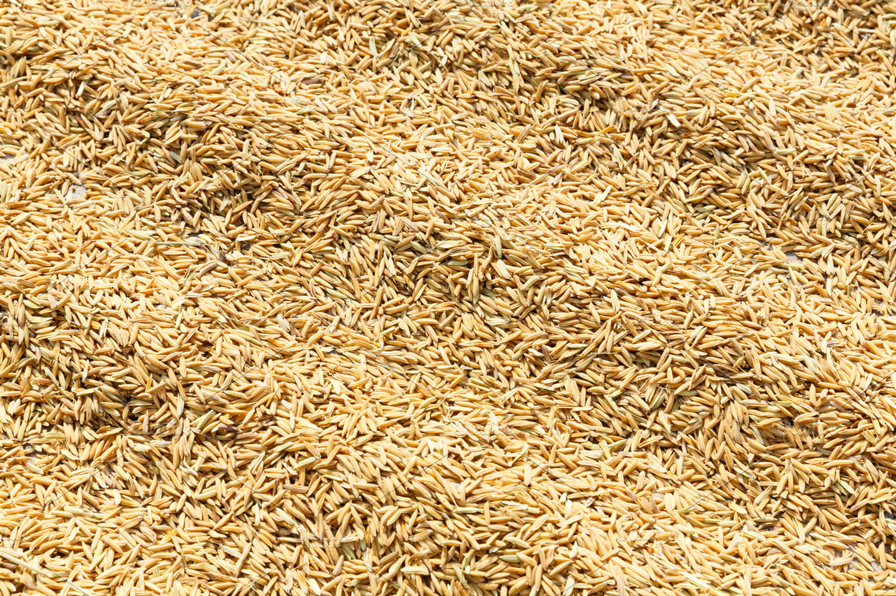 Drying paddy with sunlight, a Background Photo by Smith Chetanachan