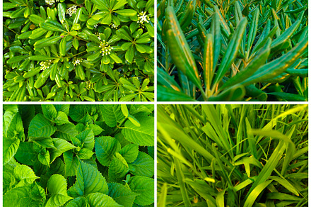 Plants top view photo collage, a Nature Photo by DanFLCreativo
