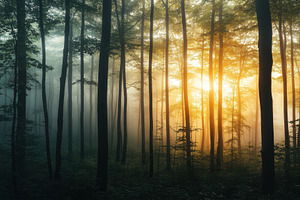 A beautiful forest creek illuminated, a Photo by Pavel_design