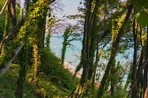 Lush green forest with ivy-covered trees framing a tranquil view of clear blue, a Nature Photo by Ales Munt