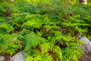Forest Ferns, a Nature Photo by THP Creative
