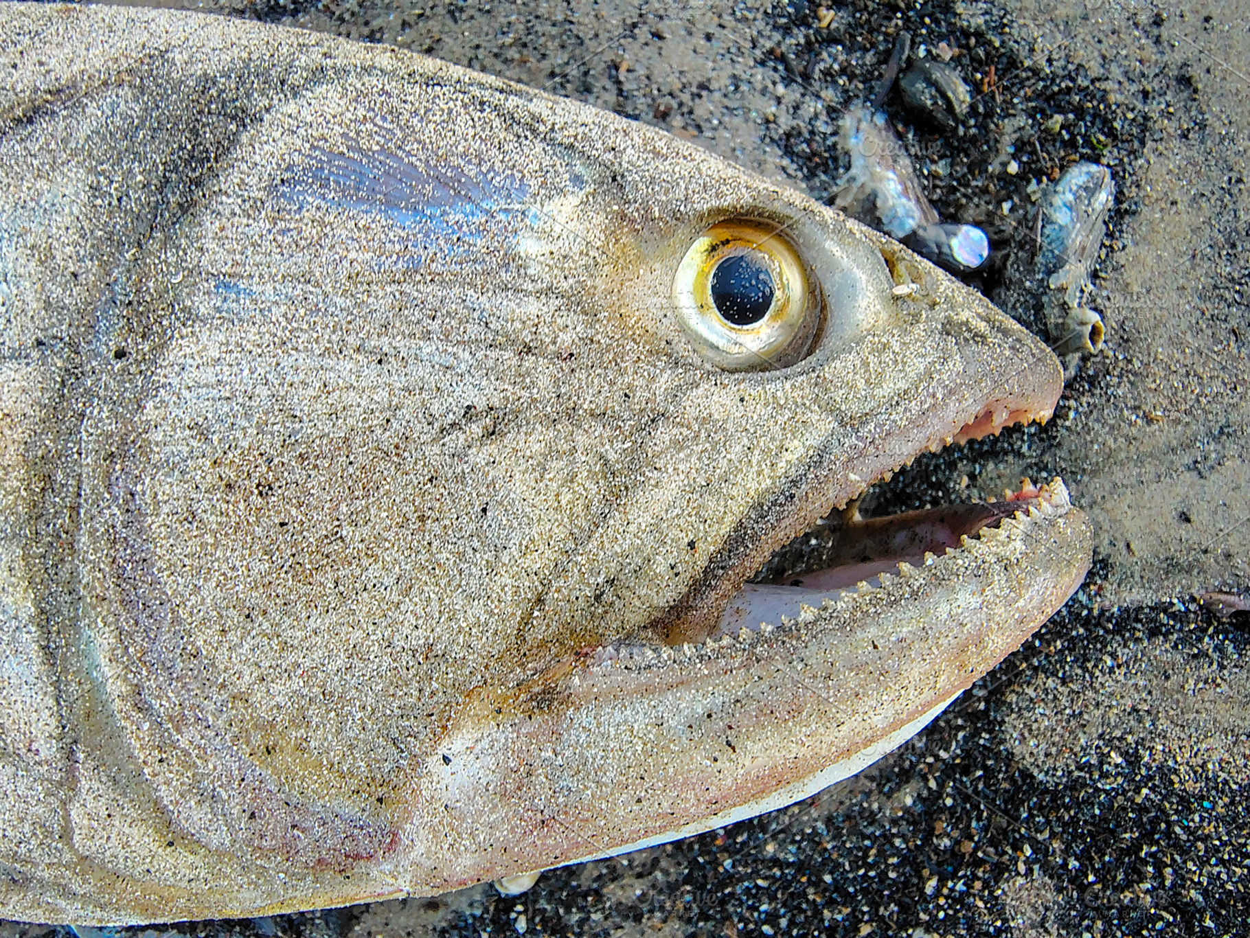Dead river fish over sand at beach, an Animal Photo by DanFLCreativo