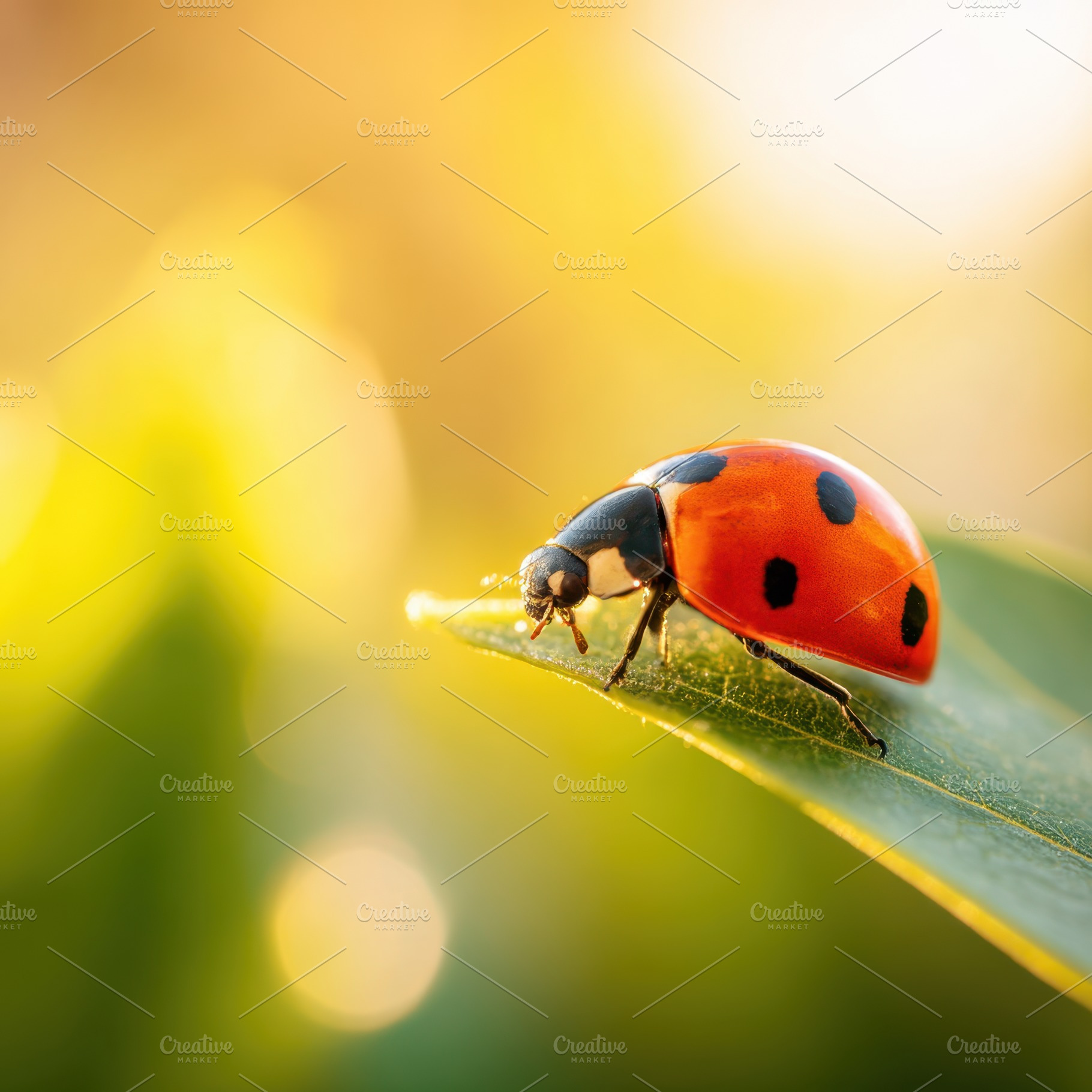Close-up of a ladybug on a green leaf, an Animal Photo by AlyaAnd