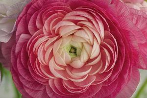 Ranunculus pink flower buttercup featuring ranunculus, pink flower, and