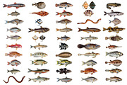 500+ Vintage Fish Illustrations, an Illustration by Dene Studios (Thumbnail 8 of 15)