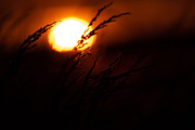 Cropfield sunset Bundle, a Nature Photo by Photo shack (Thumbnail 5 of 6)