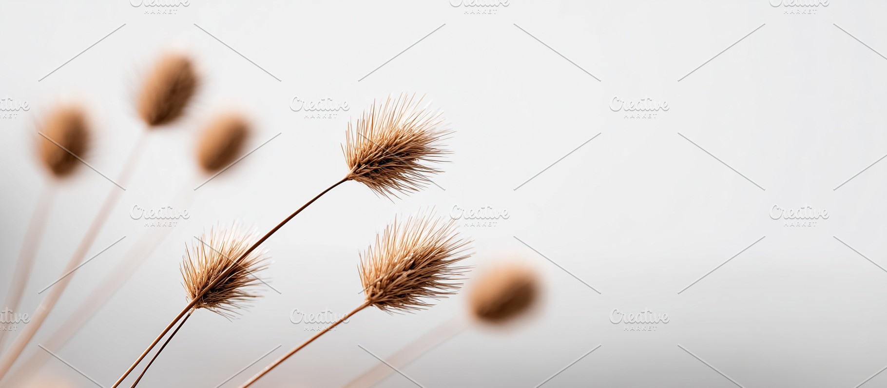Minimalist dried wild grass flowers, a Nature Photo by MistyDay